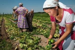 On International Women's Day, FAO/IFAD/WFP/IDLO Highlight Links Between Women, Violence and Food Security